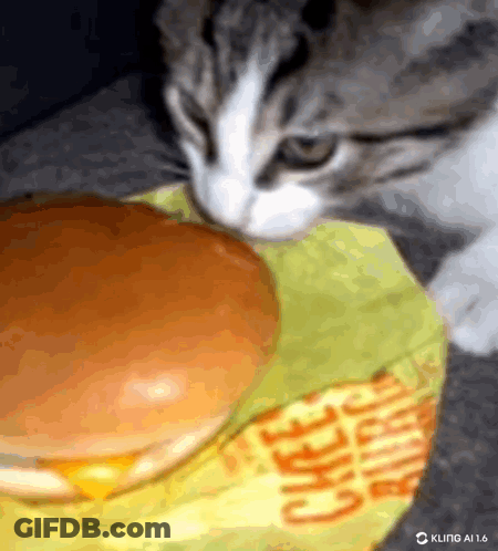 Cat Looking At Cheeseburger GIF