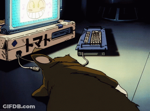 Cat Looking At Computer Screen With Chinese Writing GIF