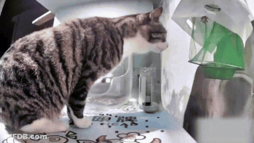 Cat Looking At Container With Chinese Writing GIF