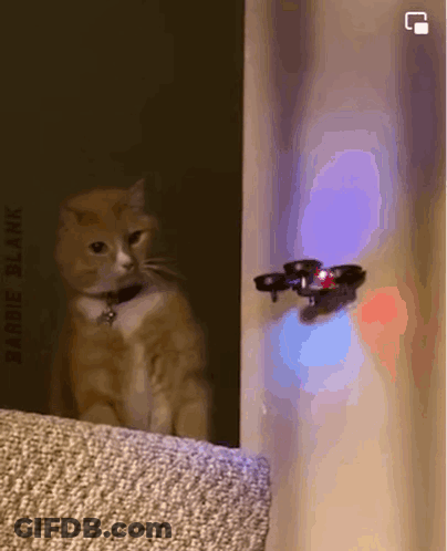 Cat Looking At Drone Flying On Wall GIF
