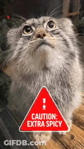 Cat Looking At Extra Spicy Caution Sign GIF