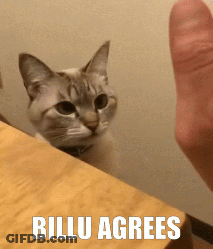Cat Looking At Finger Saying Billu Agrees GIF