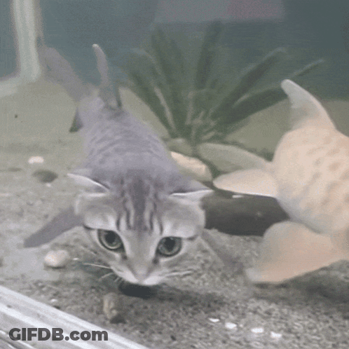 Cat Looking At Fish In Tank GIF