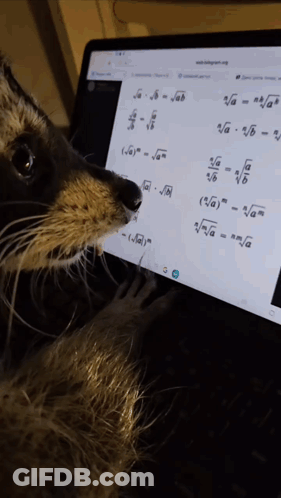 Cat Looking At Math Problem On Computer Screen GIF
