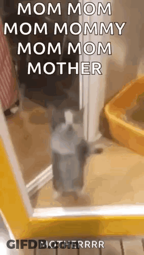 Cat Looking At Mirror GIF