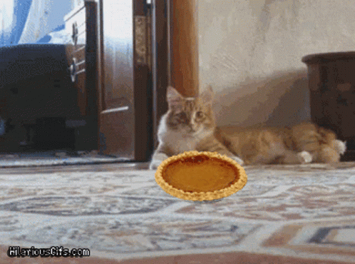 Cat Looking At Pie Hilariousgifs GIF