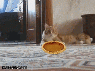 Cat Looking At Pie On Floor GIF