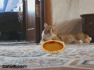 Cat Looking At Pie On Floor Hilariousgifs GIF
