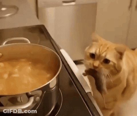 Cat Looking At Pot Of Soup On Stove GIF