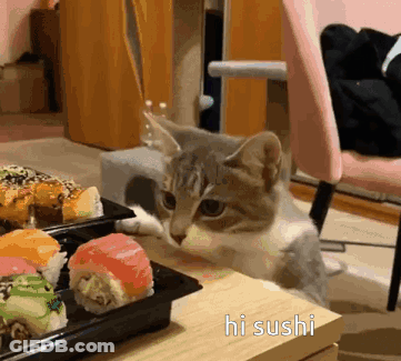 Cat Looking At Sushi Rolls Hi Sushi GIF
