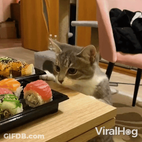 Cat Looking At Sushi Rolls Viralhog GIF