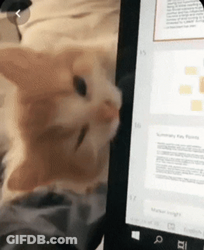 Cat Looking At Tablet With Number 17 GIF