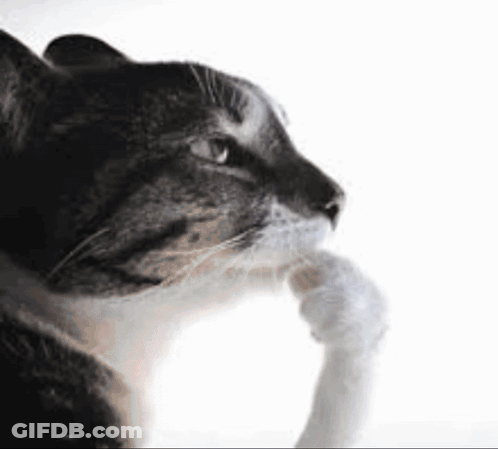 Cat Looking At Thought Bubble With Lizard GIF