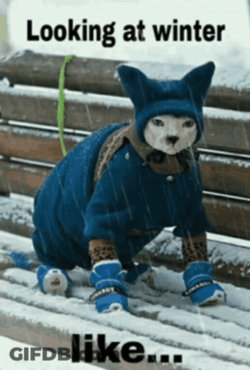 Cat Looking At Winter Like Funny Snow GIF