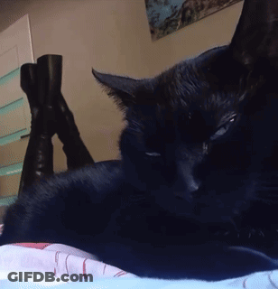 Cat Looking GIF