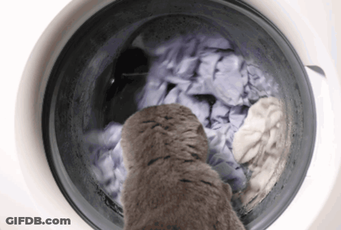 Cat Looking Into Washing Machine Full Of Laundry GIF