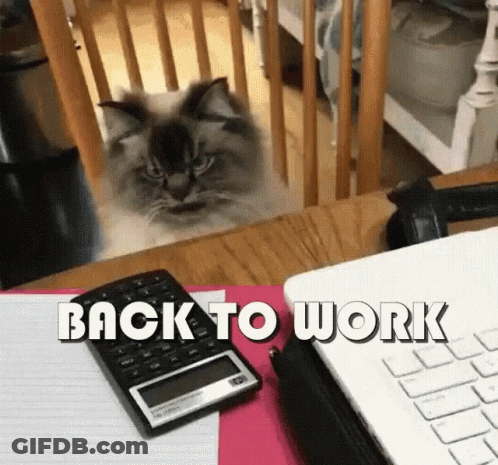 Cat Looking Out Chair Next To Calculator And Laptop GIF