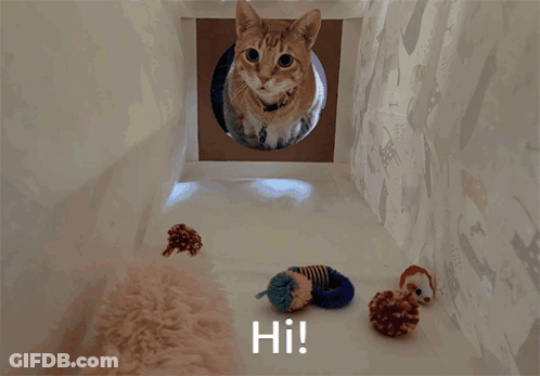 Cat Looking Out Of Cardboard Box Saying Hi GIF
