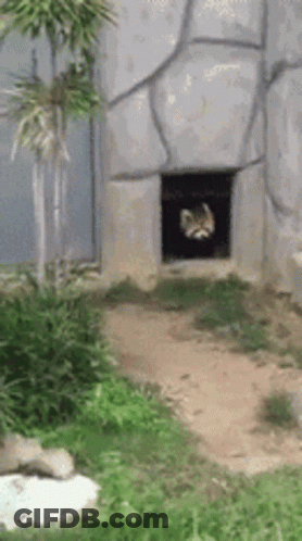 Cat Looking Out Of Hole In Rock Wall GIF