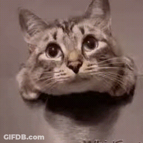 Cat Looking Out Of Hole In Wall GIF