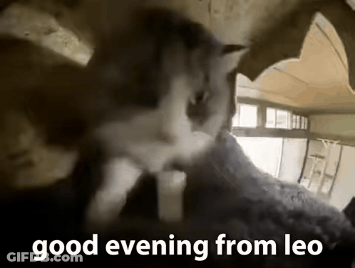Cat Looking Out Of Hole Saying Good Evening From Leo GIF