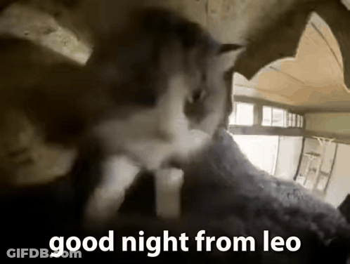 Cat Looking Out Of Hole Saying Good Night From Leo GIF