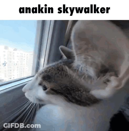 Cat Looking Out Window Anakin Skywalker GIF