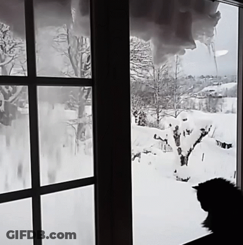 Cat Looking Out Window At Snow GIF
