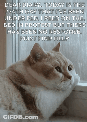 Cat Looking Out Window Dear Diary GIF