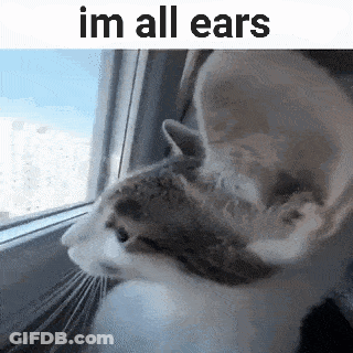 Cat Looking Out Window Im All Ears GIF