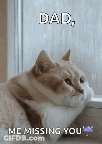 Cat Looking Out Window Missing Dad GIF