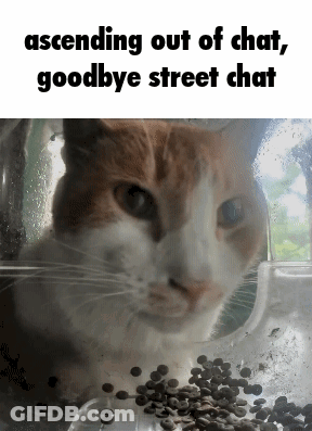 Cat Looking Out Window Next To Coffee Beans GIF