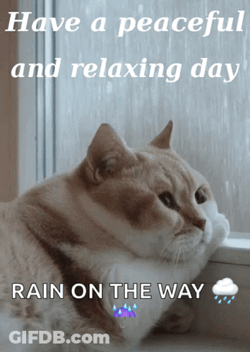 Cat Looking Out Window Rain On Way GIF