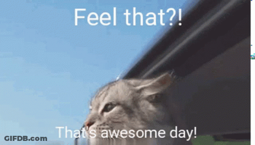 Cat Looking Out Window Saying Feel That Awesome Day GIF