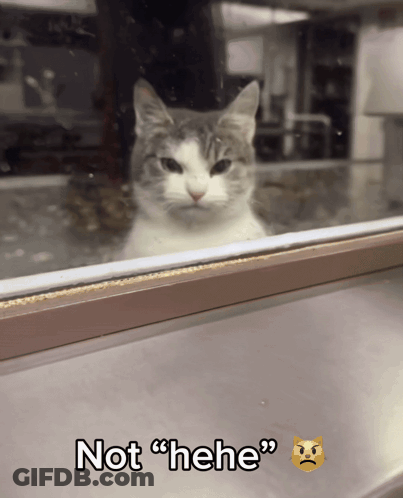 Cat Looking Out Window Saying Not Hehe GIF