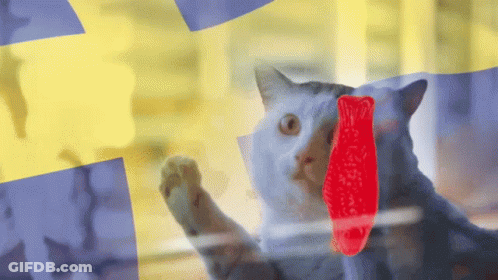 Cat Looking Out Window With Gummy Bear GIF
