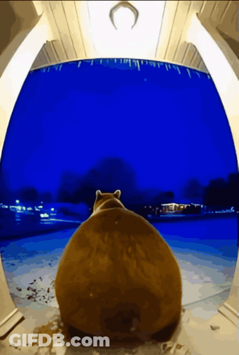 Cat Looking Out Window With Horseshoe GIF