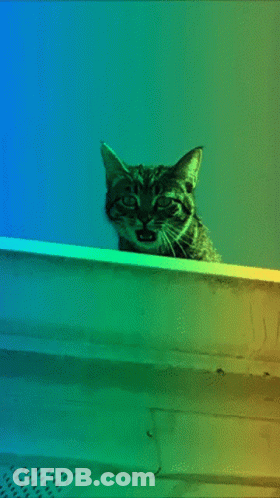 Cat Looking Over Rainbow Ledge GIF