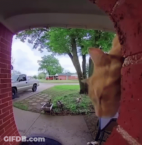 Cat Looking Through Doorway At Parked Truck GIF