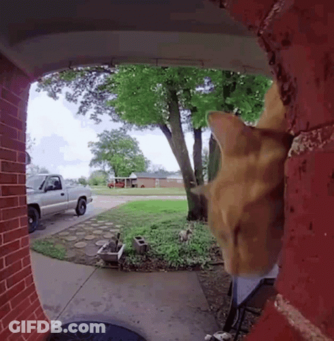 Cat Looking Through Doorway At Truck GIF