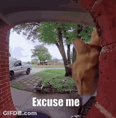 Cat Looking Through Doorway Saying Excuse Me GIF