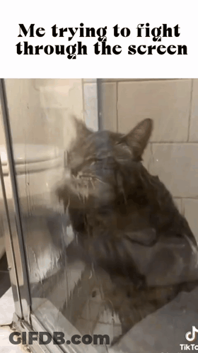 Cat Looking Through Shower Door Me Trying To Fight Through The Screen GIF