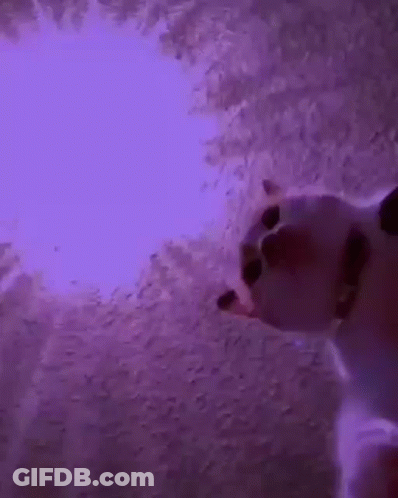 Cat Looking Up At Purple Light GIF