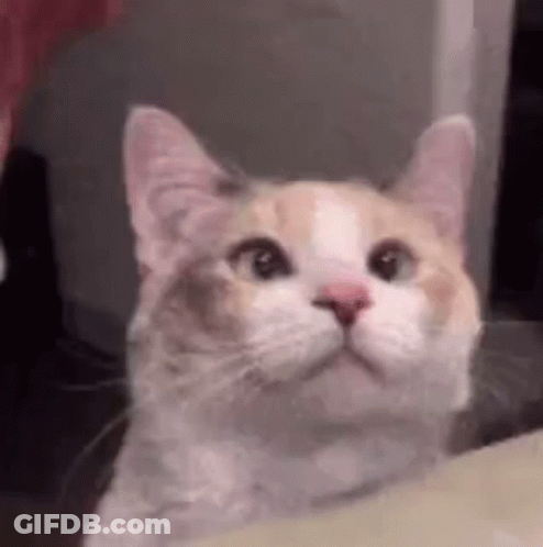 Cat Looking Up Close GIF