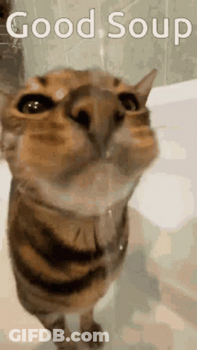 Cat Looking Up Saying Good Soup GIF