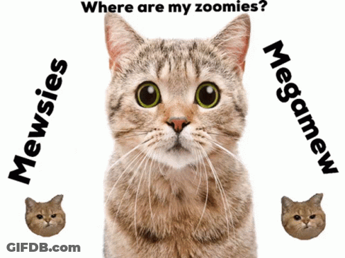 Cat Looking Up Saying Mewsies Megamew GIF