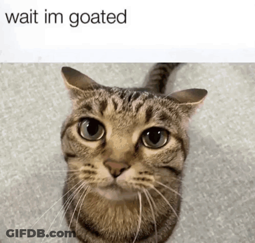 Cat Looking Up Saying Wait Im Goated GIF