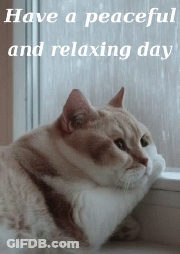 Cat Looking Window Says Have Peaceful And Relaxing Day GIF