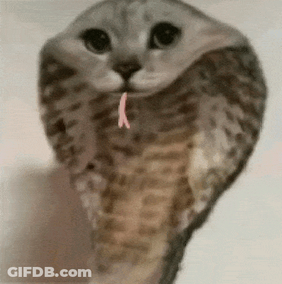 Cat Looks Like Cobra With Pink Tongue GIF