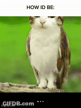 Cat Looks Like Owl GIF